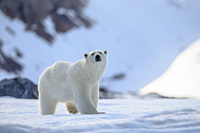 Eisbär in Gletscherlandschaft