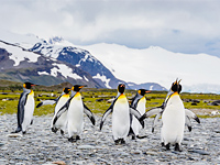 Pinguine Falkland Inseln Pinguine